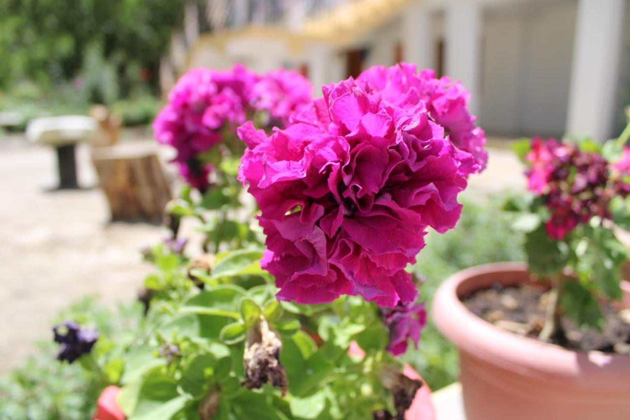 Sernang Homestay Hundar Экстерьер фото